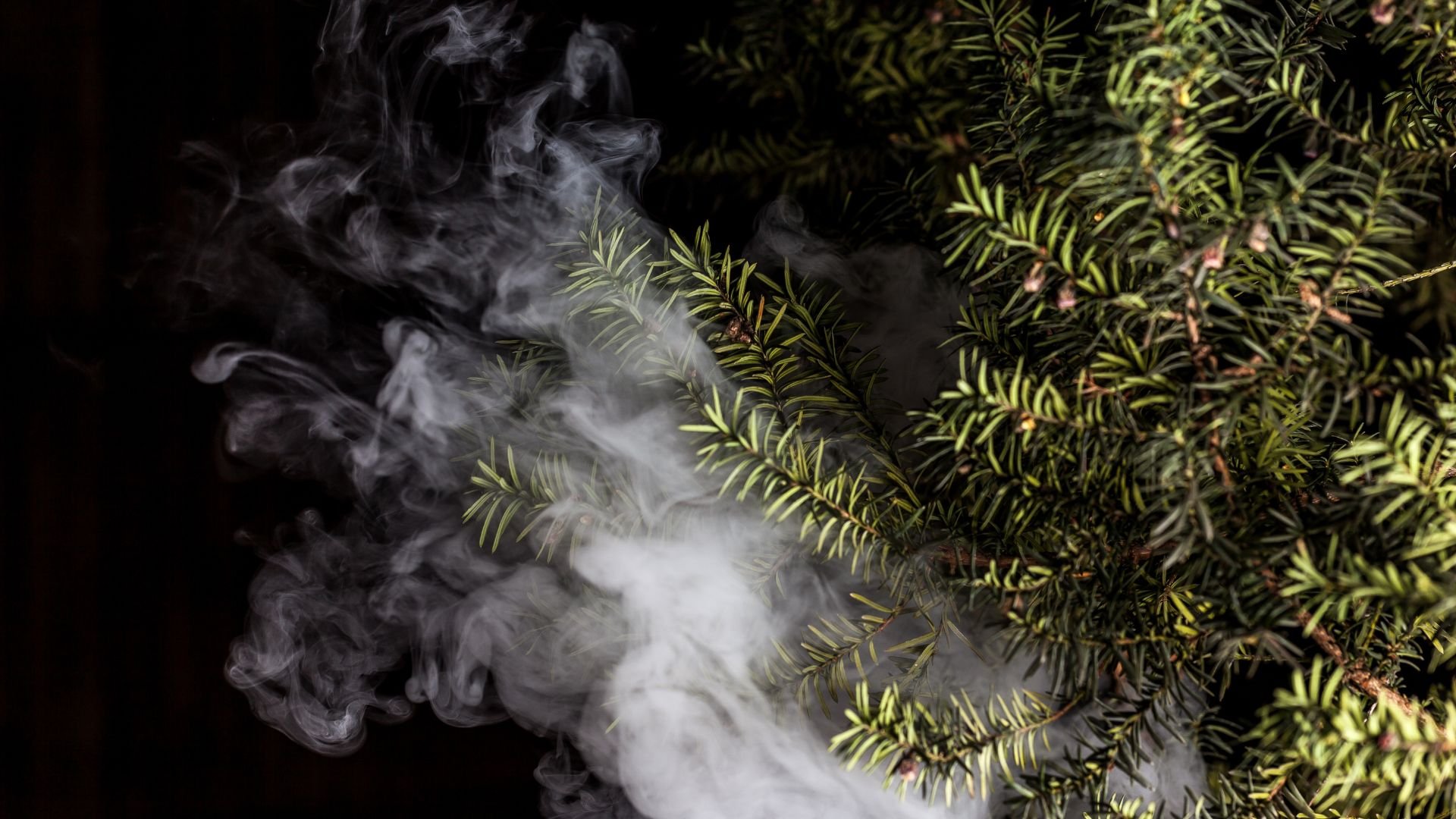 Smoke swirling around dark green evergreen branches on black background
