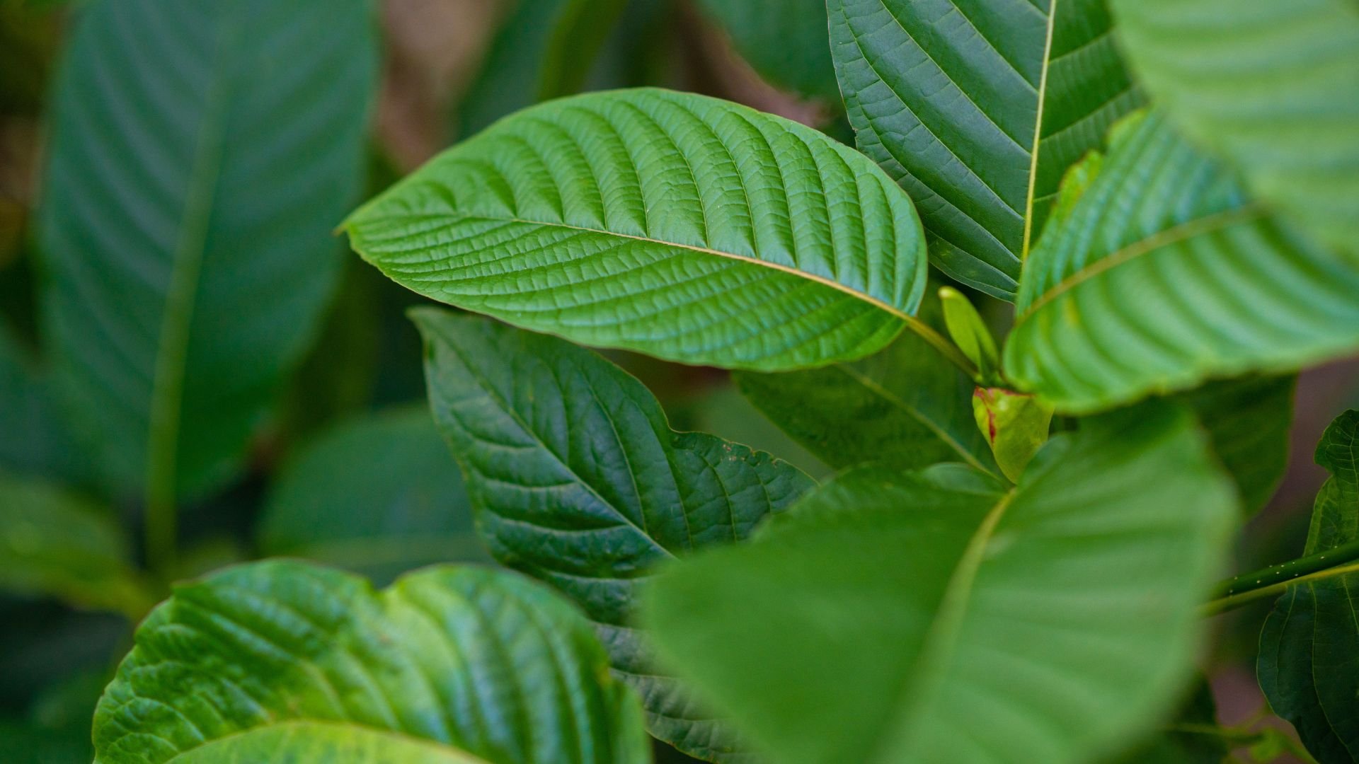 Close-up of vibrant green leaves with detailed veins and texture